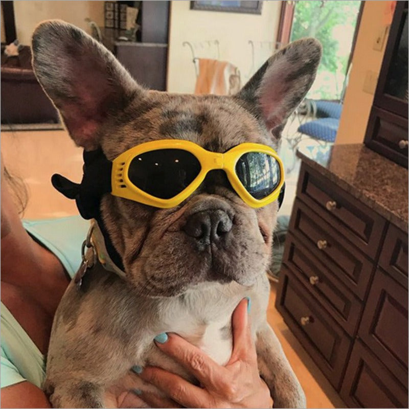 Dog Goggles